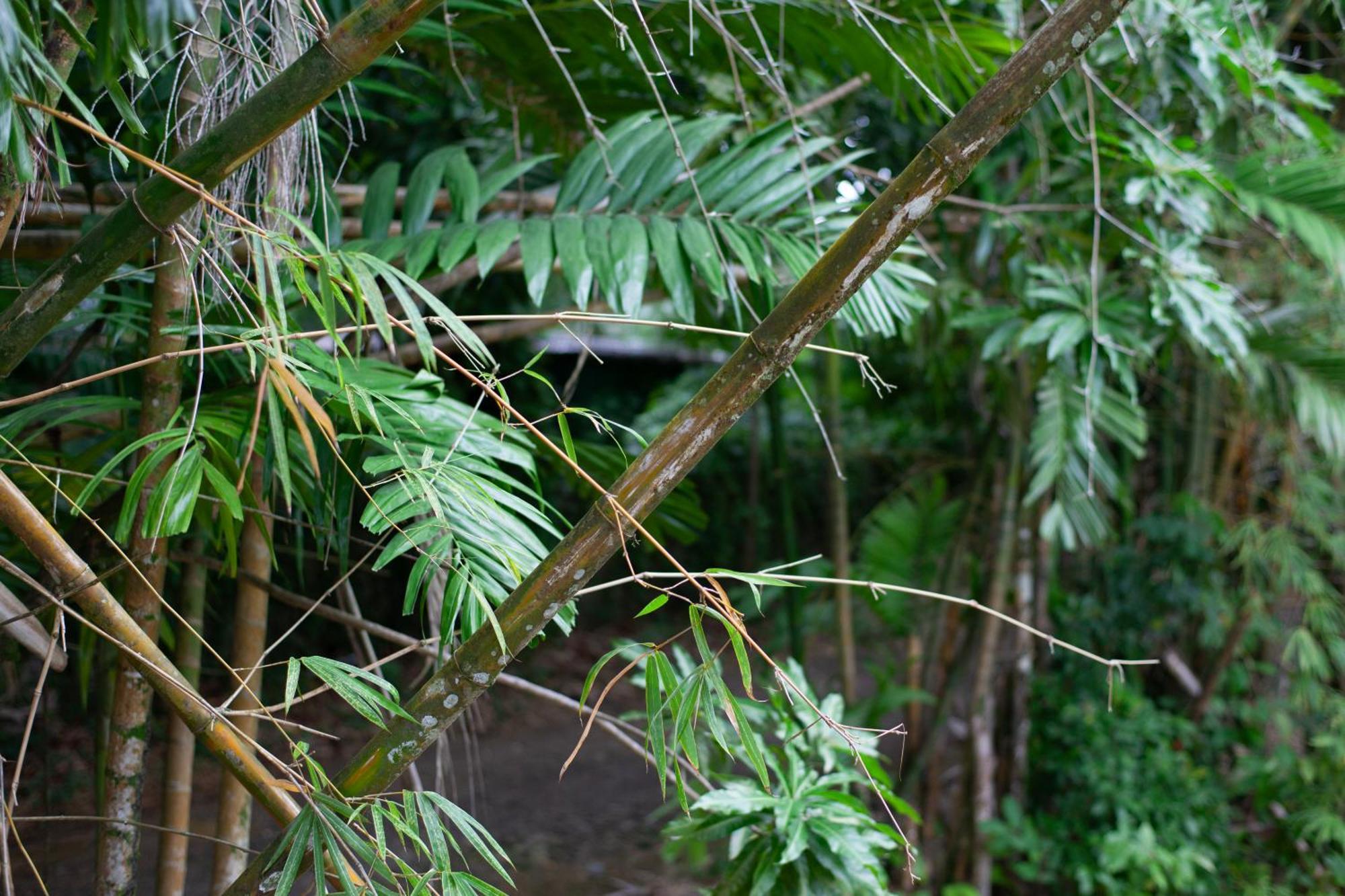 Frenchman'S Cove Resort Port Antonio Exteriör bild